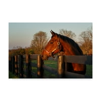 Védjegy képzőművészet 'ló a naplementében' vászon művészet készítette Galloimages Online